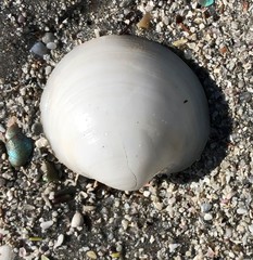 Zemysina globularis