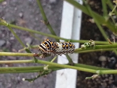 Papilio machaon hippocrates