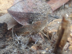 Caridina typus