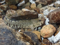 Istiblennius dussumieri