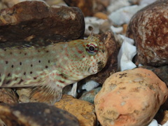 Istiblennius dussumieri