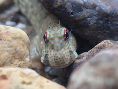 Istiblennius dussumieri