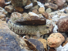 Istiblennius dussumieri