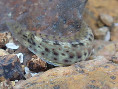 Istiblennius dussumieri