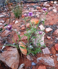 Ptilotus helipteroides