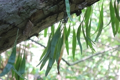 Pyrrosia adnascens