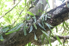 Pyrrosia adnascens