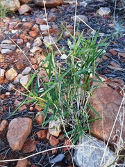 Paraneurachne muelleri