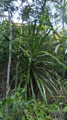 Dracaena