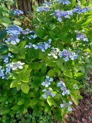 Hydrangea serrata