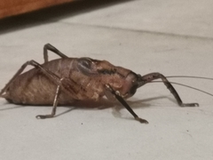 Nesoecia