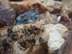 Istiblennius