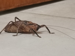 Nesoecia