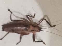 Nesoecia