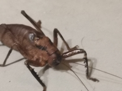 Nesoecia