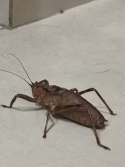 Nesoecia