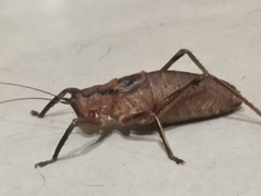 Nesoecia