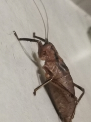 Nesoecia
