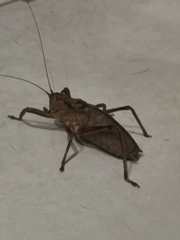 Nesoecia