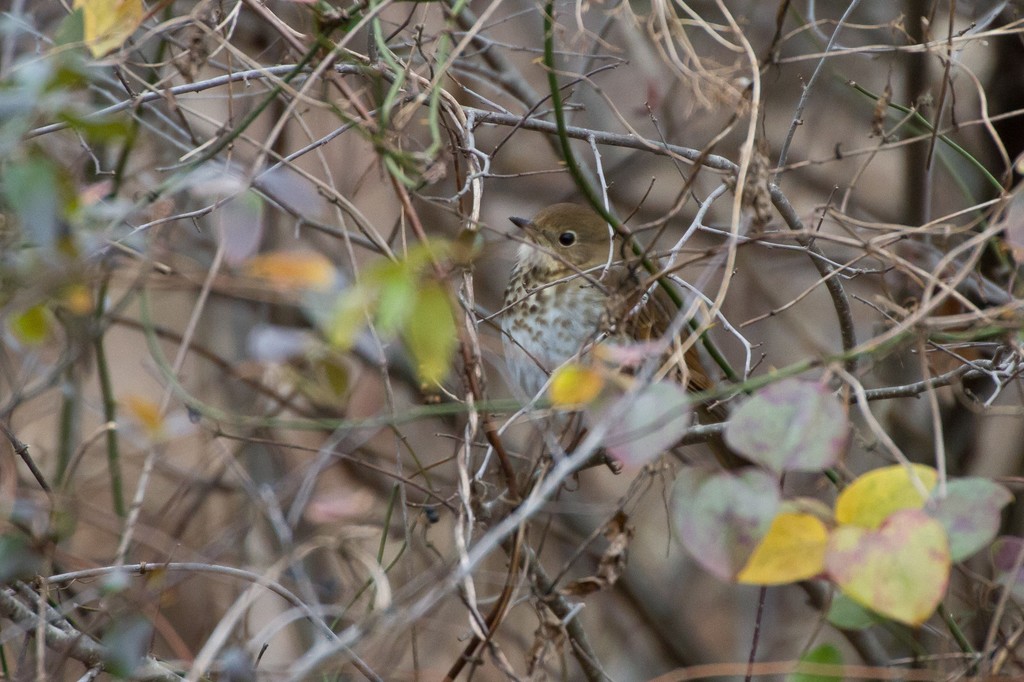Hermit Thrush from 3701 Lockheed Blvd, Alexandria, VA 22306, USA on December 27, 2021 at 1106