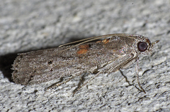 Acrobasis pallicornella