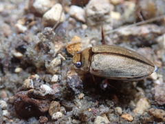 Hydaticus rhantoides