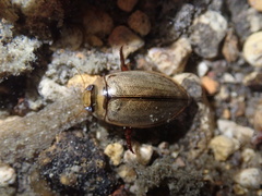 Hydaticus rhantoides