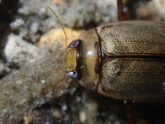 Hydaticus rhantoides