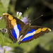 Mariposas Emperador - Photo (c) Bill Bouton, algunos derechos reservados (CC BY-NC-ND)