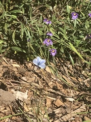 Glaucopsyche lygdamus australis