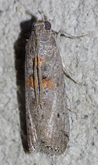 Acrobasis pallicornella