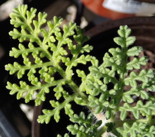 Coastal Ragweed