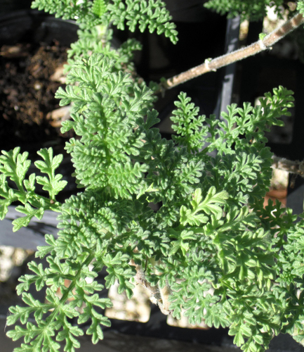Coastal Ragweed