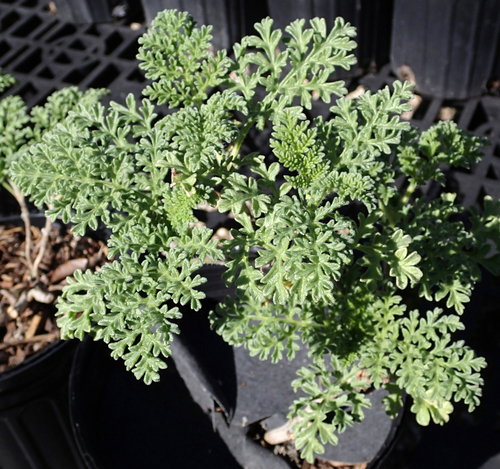 Coastal Ragweed
