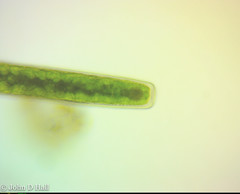 Pleurotaenium trabecula