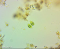 Staurastrum punctulatum