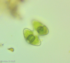 Staurastrum punctulatum