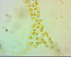 Phaeosphaera gelatinosa