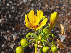 Calostemma luteum