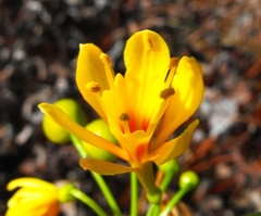 Calostemma luteum