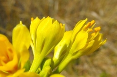 Calostemma luteum