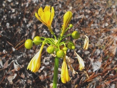 Calostemma luteum