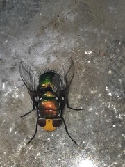 Amenia chrysame