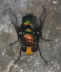 Amenia chrysame