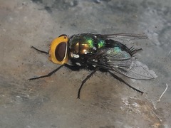 Amenia chrysame