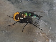 Amenia chrysame