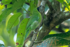 Chloropsis sonnerati