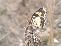 Lepidoptera