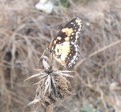 Lepidoptera
