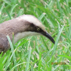 Grey-Crowned Babbler photo 4